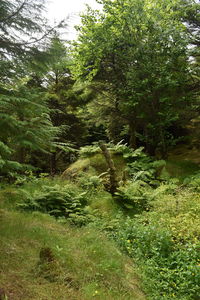 Trees growing in forest