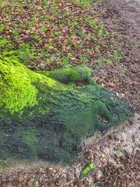 High angle view of moss growing on land