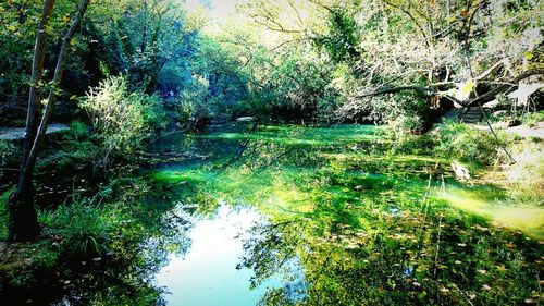 Reflection of trees in water