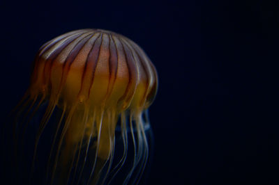 Close-up of jellyfish against black background