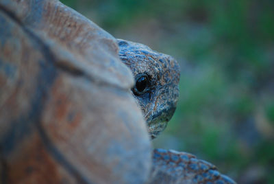 Close-up of tortoise