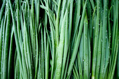 Full frame shot of green vegetables for sale