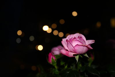 Close-up of pink rose at night