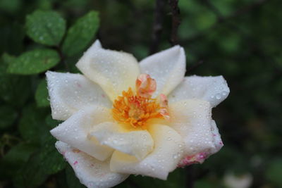 Close-up of wet flower on rainy day