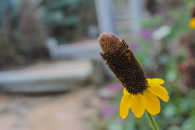 Close-up of yellow flower at park