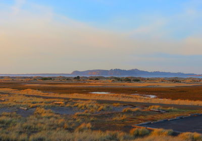 Scenic view of field against sky