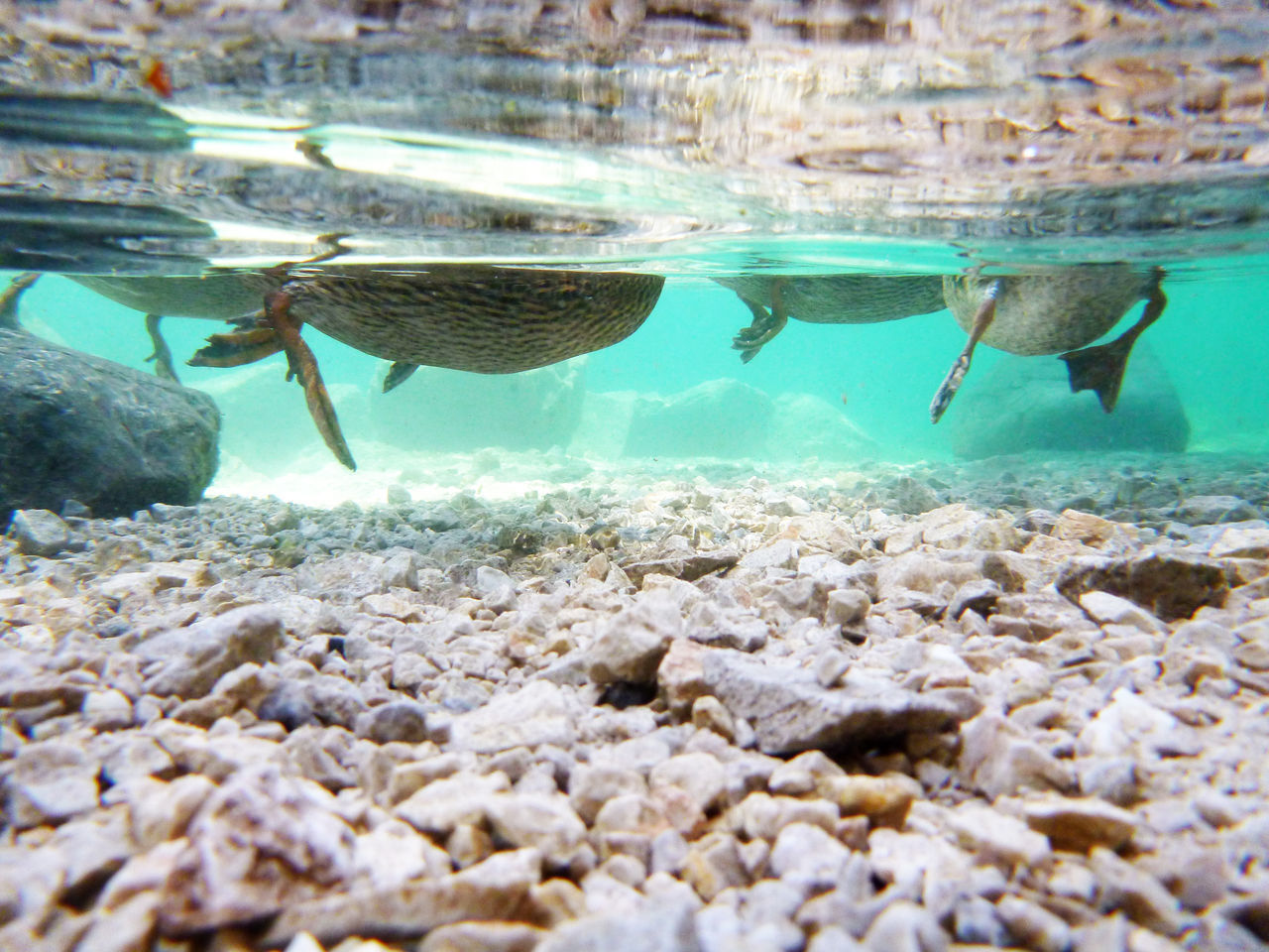 FISH SWIMMING IN SEA