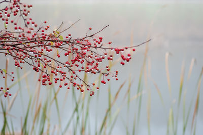 Close-up of red flowering plant against sky