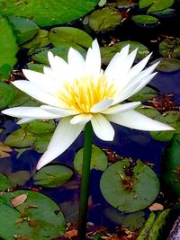 Close-up of lotus water lily in pond