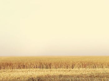 Scenic view of agricultural field against clear sky