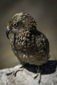 Close-up of kea parrot