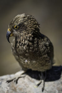 Close-up of a bird