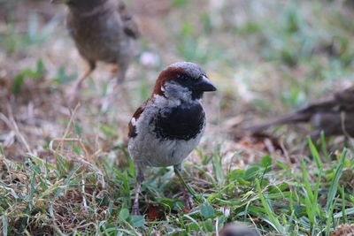 Close-up of a bird on field