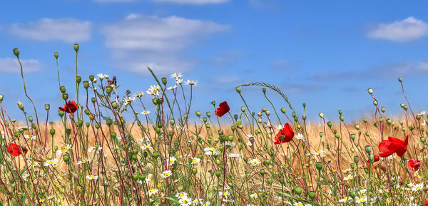 Close-up of red poppy flowers on field against sky