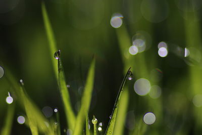 Close-up of insect on grass