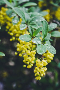 Close-up of raindrops on yellow flowering plant