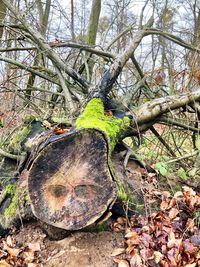 Tree trunk in forest