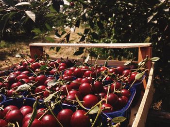 Close-up of cherries on tree