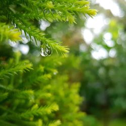 Close-up of fresh green plant