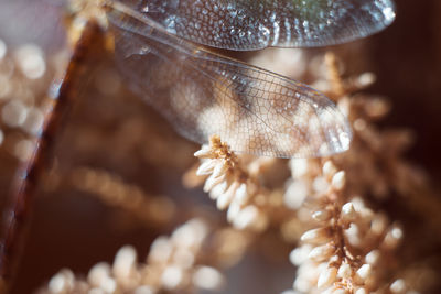 Close-up of butterfly