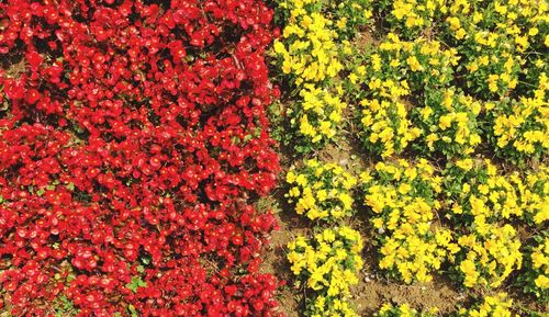 Close-up of yellow flowers blooming outdoors