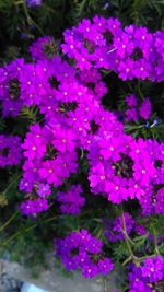 Close-up of pink flowers