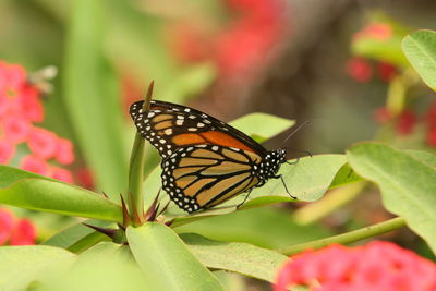 Close-up of butterfly pollinating flower