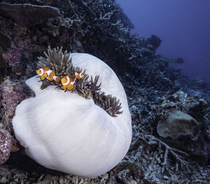 Flowers in sea