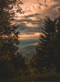 Trees against sky during sunset