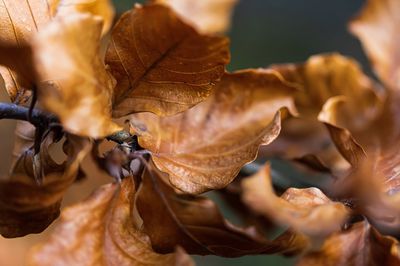 Close-up of dried autumn leaves