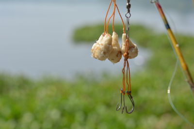 Close-up of flower buds hanging on plant
