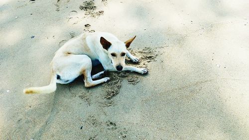 High angle view of dog resting on street