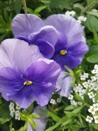 Close-up of purple iris blooming outdoors