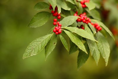 Close-up of red berries on plant