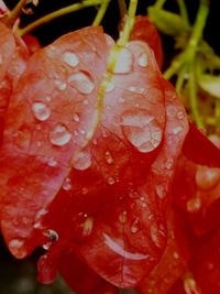 Close-up of water drops on plant