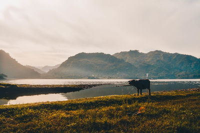 Cow at lakeshore against sky during sunset