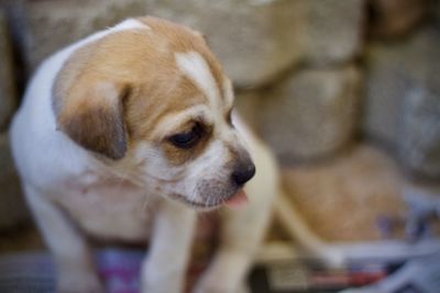 Close-up of a dog looking away