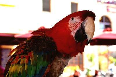 Close-up of parrot perching