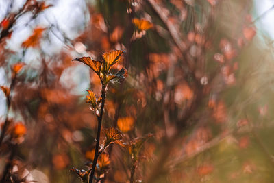 Close-up of plant during autumn