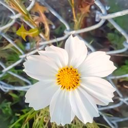 Close-up of white flower blooming outdoors