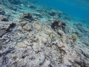 Fish swimming in sea