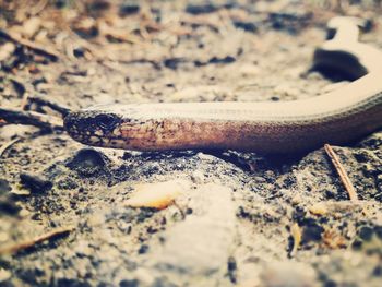 Close-up of lizard on land