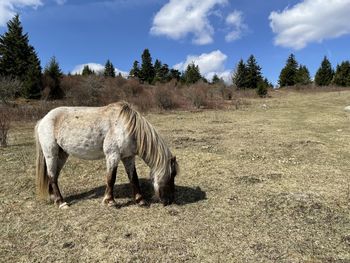 View of horse on field against sky