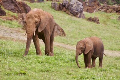 Elephant standing in a field