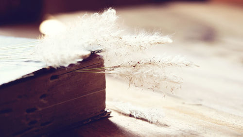 Close-up of feather on table