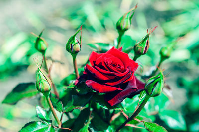 Close-up of rose plant