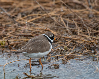 Close-up of bird perching on a land