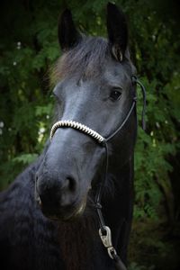 Close-up of black horse