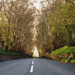 Road amidst trees during autumn