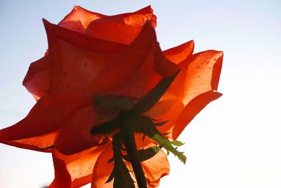 Low angle view of orange flower against sky
